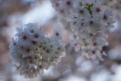 桜ブーケ