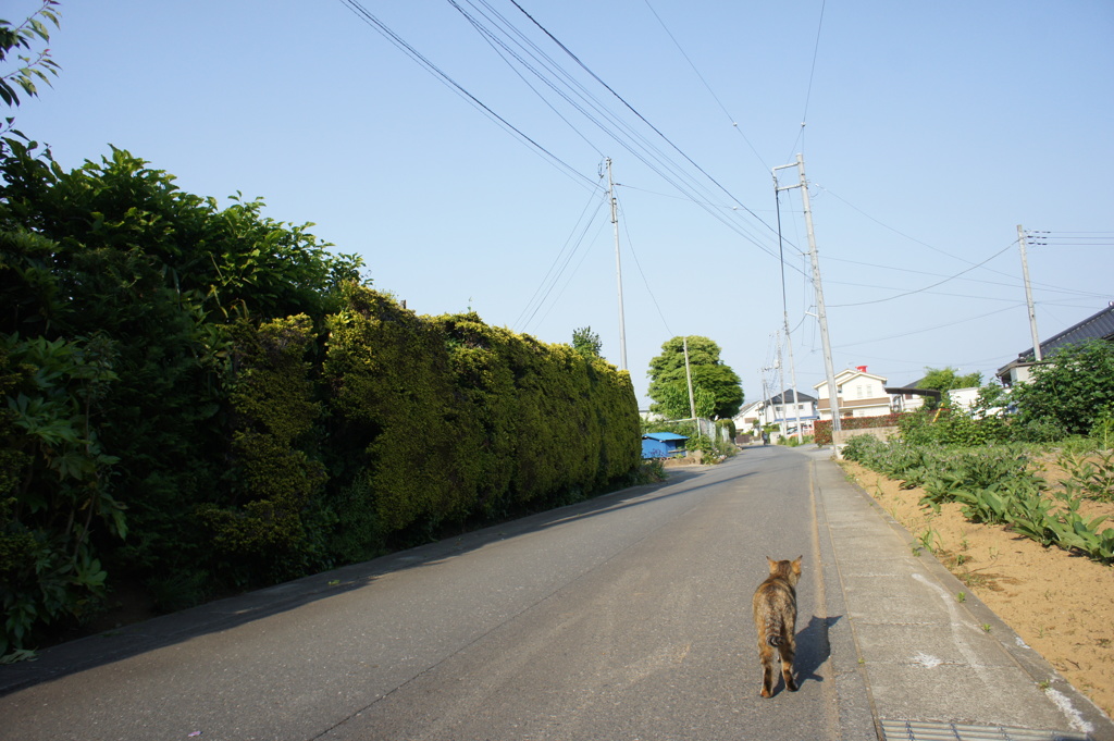 広角レンズで猫を撮る。