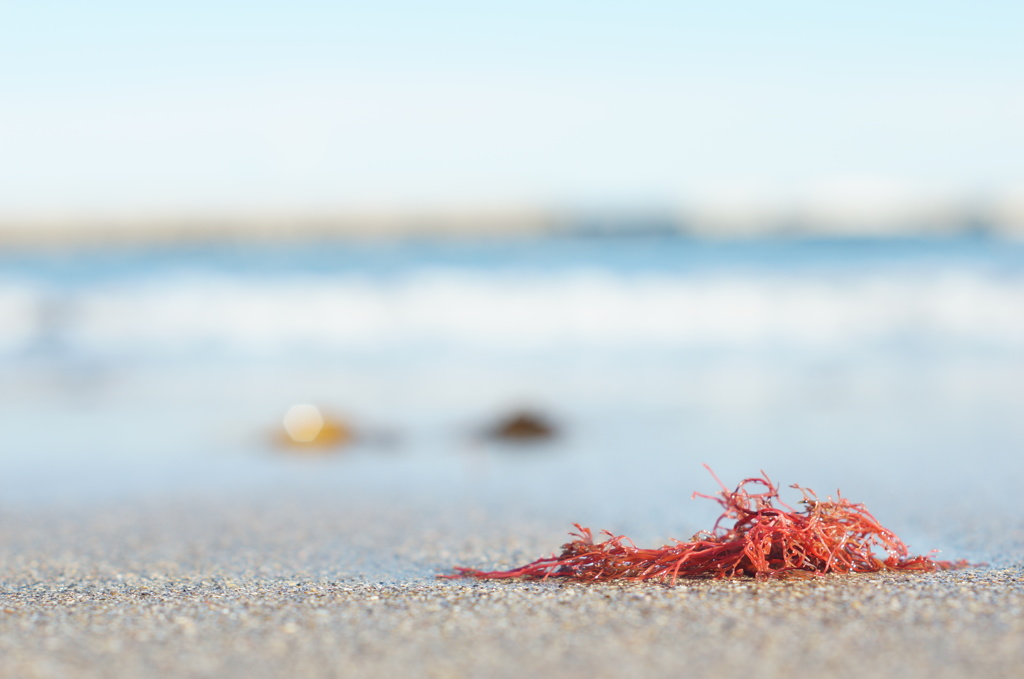 冬の海に彩りを添える