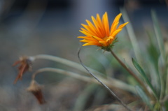 海沿いの花壇に咲いてた花