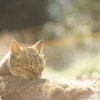 太陽の匂いがする