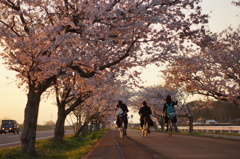 桜並木の帰り道