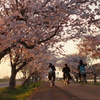 桜並木の帰り道