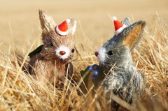少し早いウサからのクリスマスプレゼント