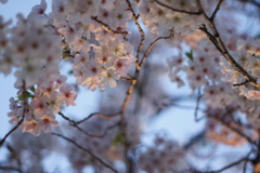 こっち来なよ‥‥ほら、君の好きな逆光だよ♬