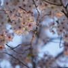 こっち来なよ‥‥ほら、君の好きな逆光だよ♬