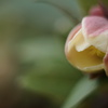 花ひらくまで