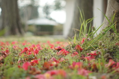 散ってもなお、気高き花の『赤』。