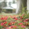 散ってもなお、気高き花の『赤』。