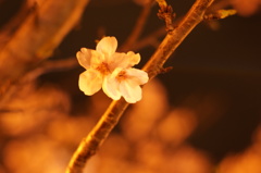 夜桜 -ﾖｻﾞｸﾗ-