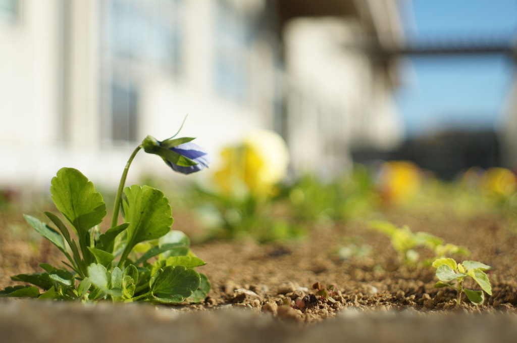 続!!   成長する過程   - 子供達を見守る植物たち -