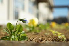 続!!   成長する過程   - 子供達を見守る植物たち -