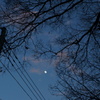 桜の木と今宵の月