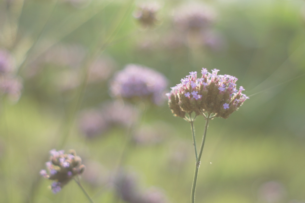 優しくなりたい