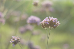 優しくなりたい