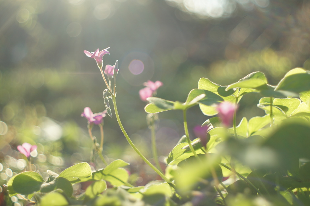 草花たちの小さな世界