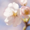 天使がはしゃぐ空に、桜舞う。＃２