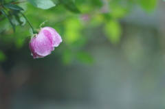 ひそか雨に濡れて・・・