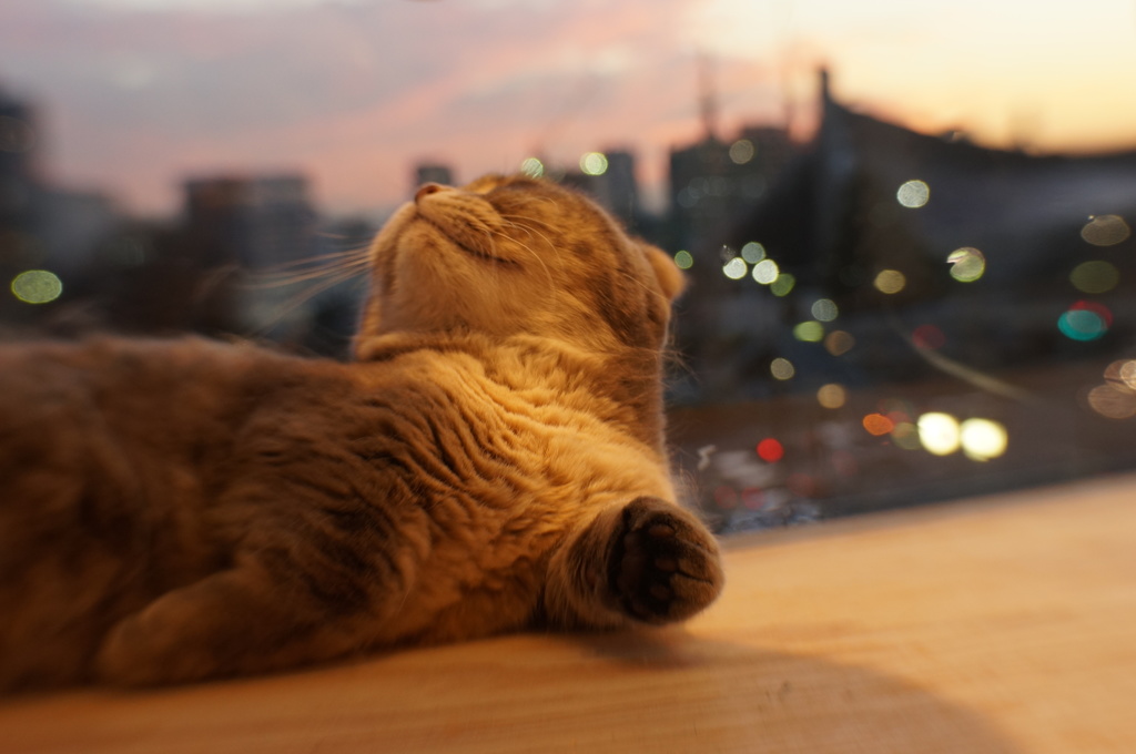 おやおや？  外は綺麗な夕焼けだニャ〜♬