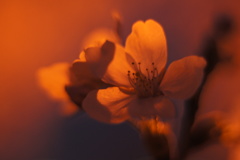 お忍びの桜夜