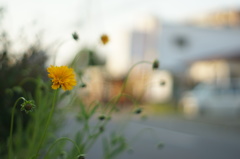 夕刻の裏通り