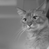 猫ひげ