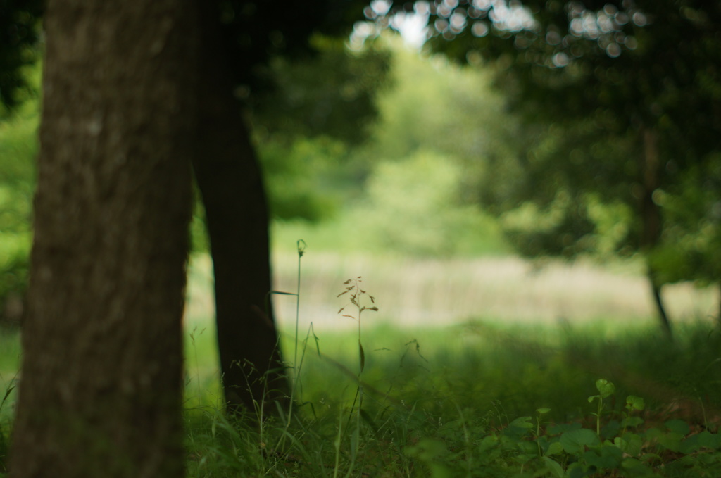 forestgreen