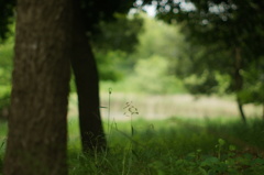 forestgreen