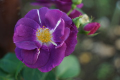 紫色の花、見つけたよ〜　①
