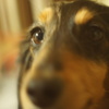 その目に映るもの