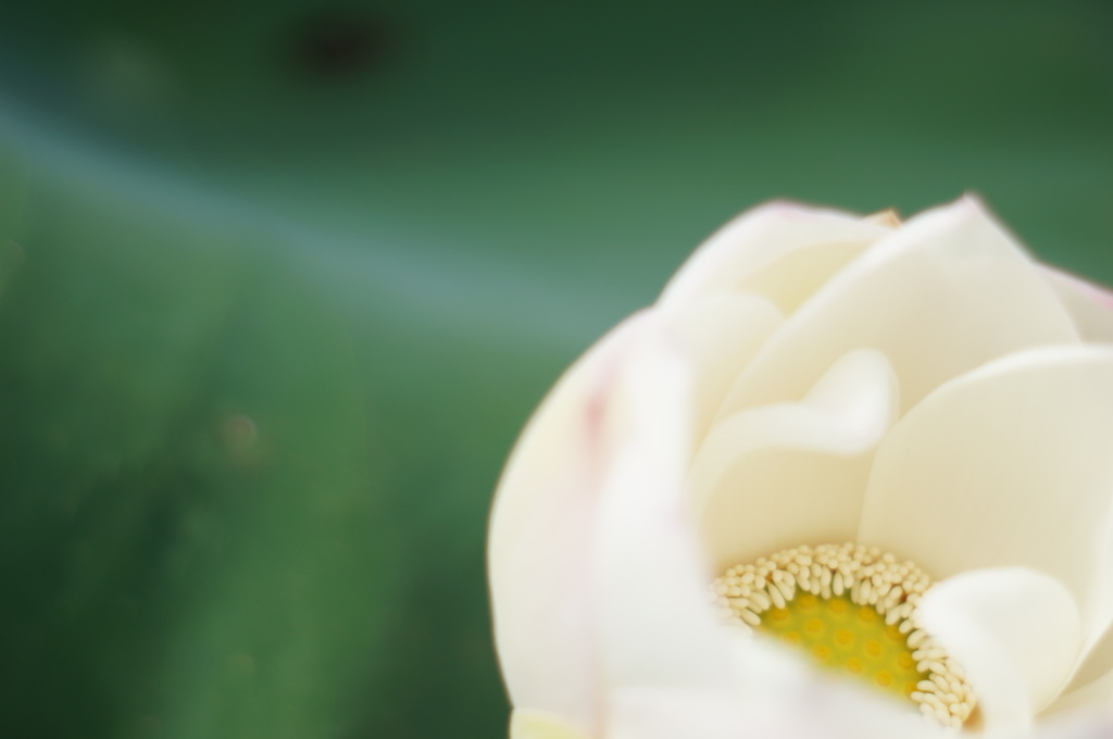 真っ白な雪の花