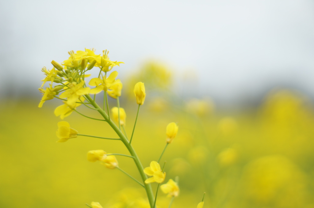 Yellow Happy