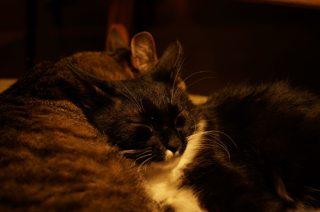 もう寝ます zzz