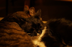 もう寝ます zzz