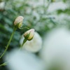 Simple Love　-愛だけがすべて-