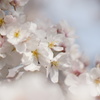 桜咲く頃に君想う