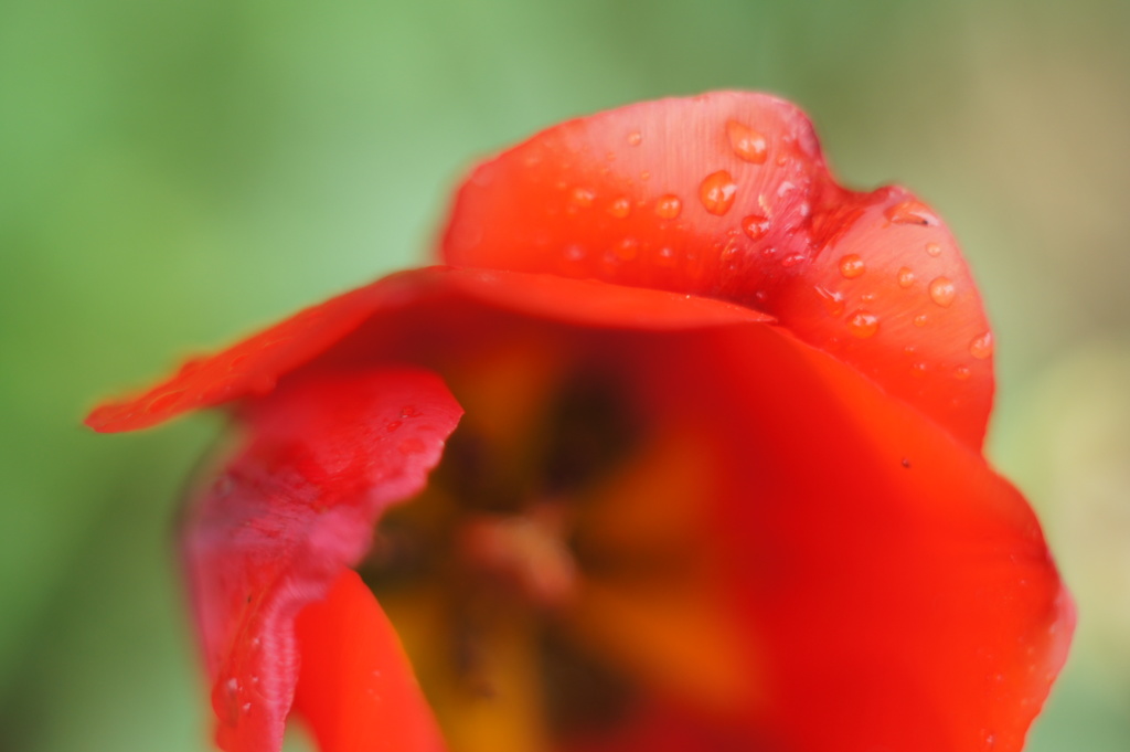 花雫