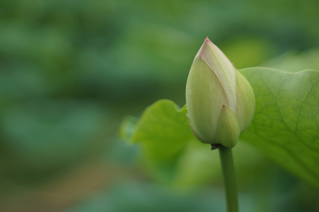 花開く時を待って・・・