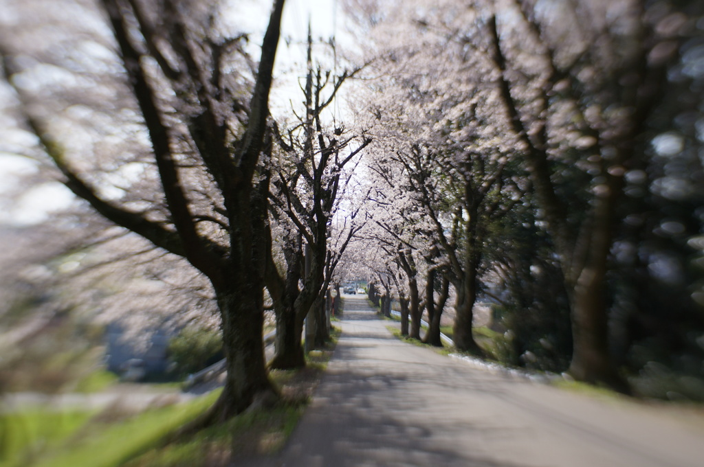 満開の桜坂にて