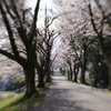 満開の桜坂にて