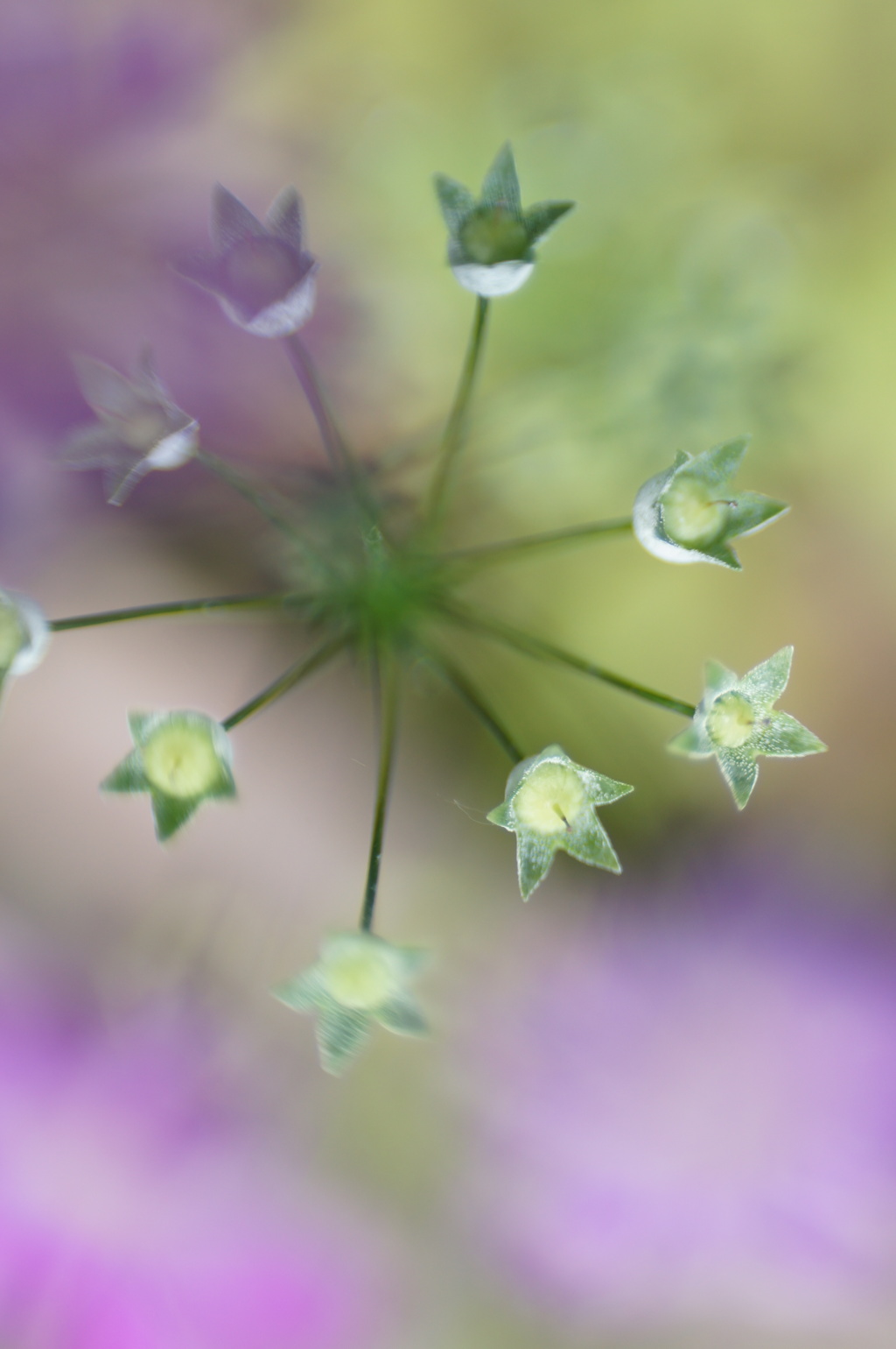 花時計