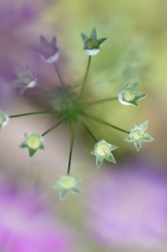 花時計