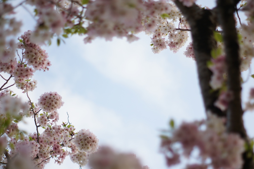 桜のフォトフレームで♡