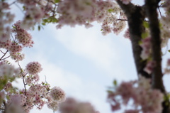 桜のフォトフレームで♡