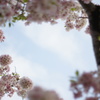 桜のフォトフレームで♡