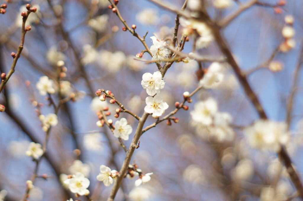 小雪舞うよな梅の花