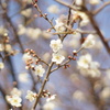 小雪舞うよな梅の花