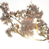 桜と虹と夕暮れと・・・