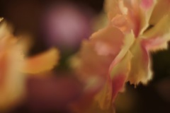 造花だって、美しくなりたいの♡