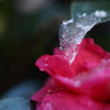 雪の葉 #1